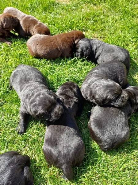 Labrador retriever- hnědá fenka s PP.