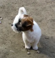 Poslední 2 pejsci Jack Russell teriéra s PP k odběru