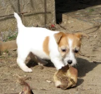 Poslední 2 pejsci Jack Russell teriéra s PP k odběru