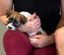 Poslední 2 pejsci Jack Russell teriéra s PP k odběru