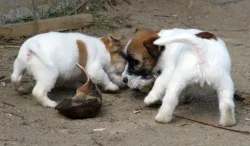 Poslední 2 pejsci Jack Russell teriéra s PP k odběru