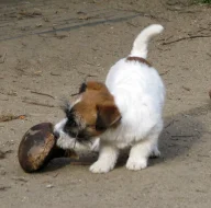 Poslední 2 pejsci Jack Russell teriéra s PP k odběru