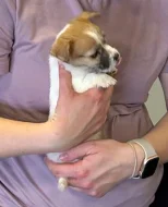 Poslední 2 pejsci Jack Russell teriéra s PP k odběru