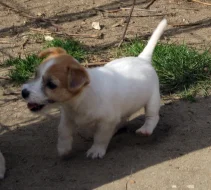 Poslední 2 pejsci Jack Russell teriéra s PP k odběru