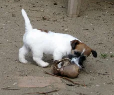 Poslední 2 pejsci Jack Russell teriéra s PP k odběru