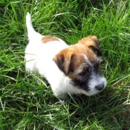 Poslední 2 pejsci Jack Russell teriéra s PP k odběru