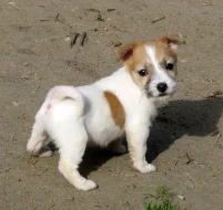 Poslední 2 pejsci Jack Russell teriéra s PP k odběru