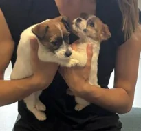 Poslední 2 pejsci Jack Russell teriéra s PP k odběru