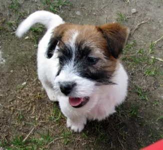 Poslední 2 pejsci Jack Russell teriéra s PP k odběru