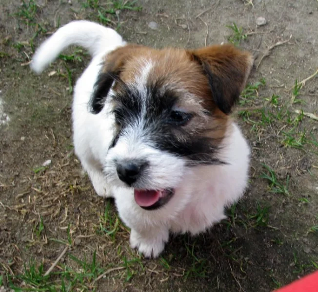 Poslední 2 pejsci Jack Russell teriéra s PP k odběru