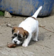 Poslední 2 pejsci Jack Russell teriéra s PP k odběru