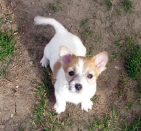 Poslední 2 pejsci Jack Russell teriéra s PP k odběru