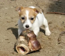 Poslední 2 pejsci Jack Russell teriéra s PP k odběru