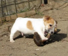 Poslední 2 pejsci Jack Russell teriéra s PP k odběru