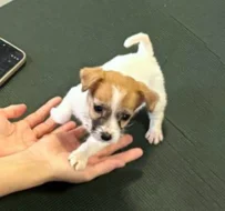 Poslední 2 pejsci Jack Russell teriéra s PP k odběru