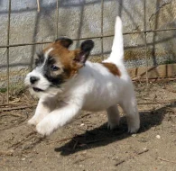 Poslední 2 pejsci Jack Russell teriéra s PP k odběru