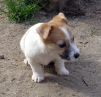 Poslední 2 pejsci Jack Russell teriéra s PP k odběru