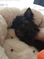 Prodám štěňátko spěchám na něj