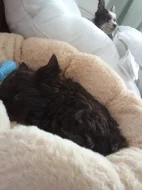 Prodám štěňátko spěchám na něj