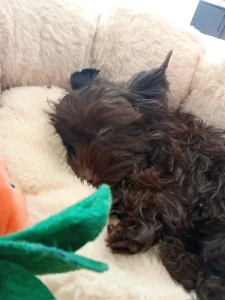 Prodám štěňátko spěchám na něj