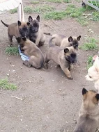 Prodám štěňata belgický ovčák malinois