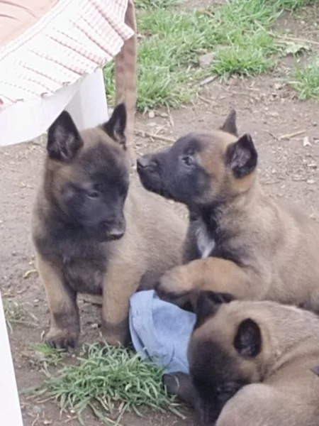 Prodám štěňata belgický ovčák malinois