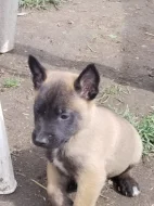 Prodám štěňata belgický ovčák malinois