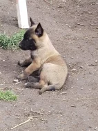 Prodám štěňata belgický ovčák malinois