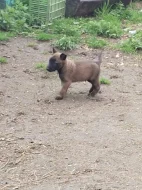 Prodám štěňata belgický ovčák malinois