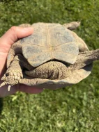 Želva zelenavá s PP samec, nar. 2011