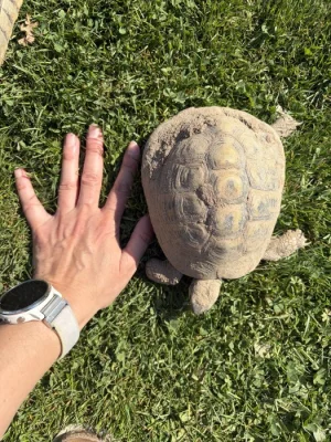 Želva zelenavá s PP samec, nar. 2011