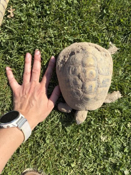 Želva zelenavá s PP samec, nar. 2011