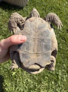 Želva zelenavá s PP samec, nar. 2011