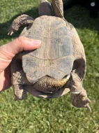 Želva zelenavá s PP samec, nar. 2011