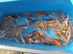 Koi 10-15 cm