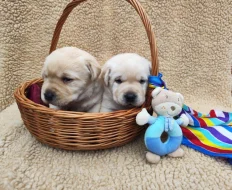 Nabídka štěňat labradorského retrievera