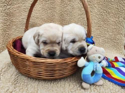 Nabídka štěňat labradorského retrievera