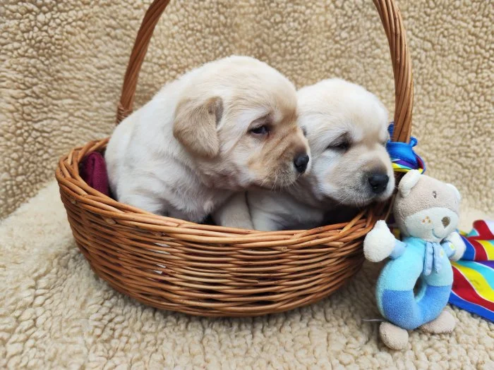 Nabídka štěňat labradorského retrievera