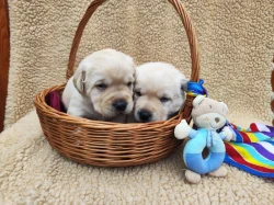 Nabídka štěňat labradorského retrievera