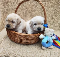 Nabídka štěňat labradorského retrievera