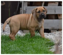 Boerboel s PP Fci