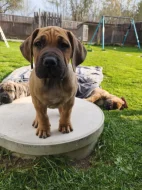 Boerboel s PP Fci