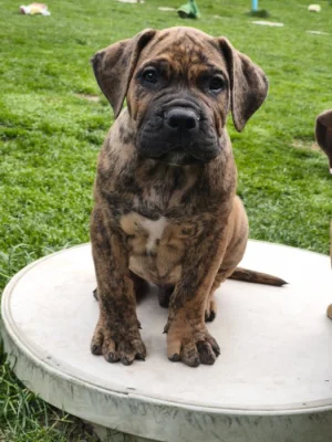 Boerboel s PP Fci