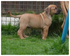 Boerboel s PP Fci