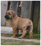Boerboel s PP Fci