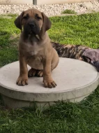 Boerboel s PP Fci