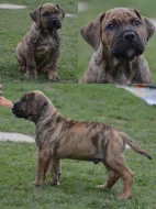 Boerboel s PP Fci