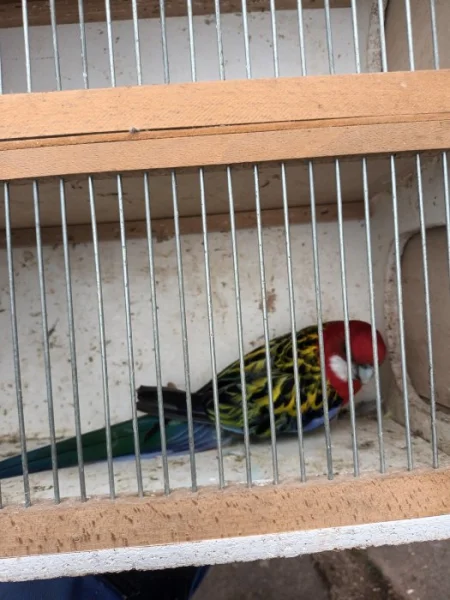 Samec rosela pestrá (přírodní)