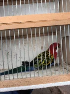 Samec rosela pestrá (přírodní)