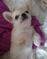 Čivava dlouhosrstá s PP